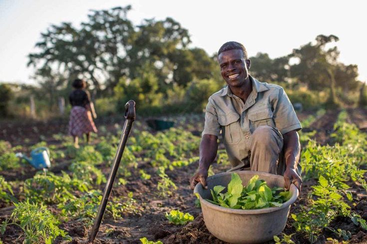 Contexte de l’appel Le Ministère de l’Agriculture, de la Souveraineté Alimentaire et de l’Elevage (MASAE), à travers le Programme de Résilience du Système Alimentaire en Afrique de l’Ouest (FSRP) finance.